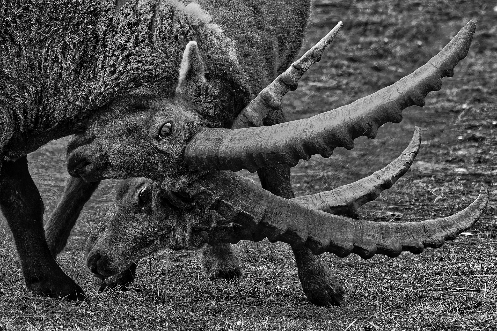 EX JEAN PIERRE COCQUEREZ